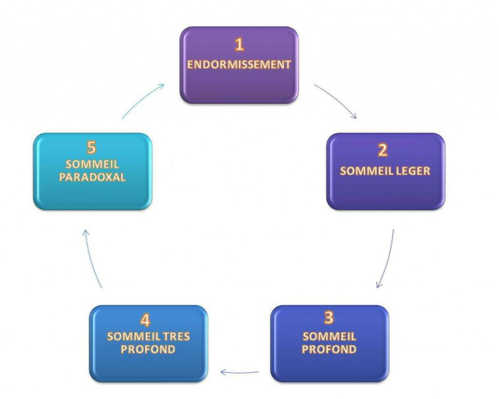 Les 5 phases par lesquelles vous passez en dormant